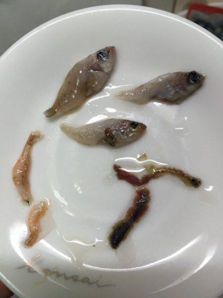 メバリング好調です