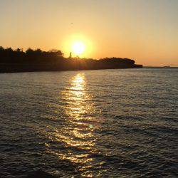 アブシン発見！