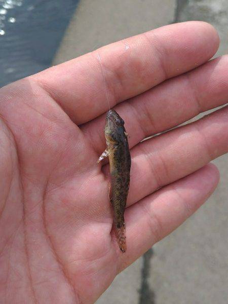 テナガエビ釣行in矢上川