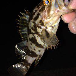 ちょいメバリング