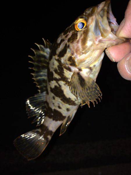 ちょいメバリング