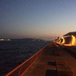 小さいけどやっと今期初の明石鯛!