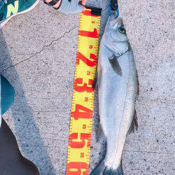 ルアーフィッシングで。。。