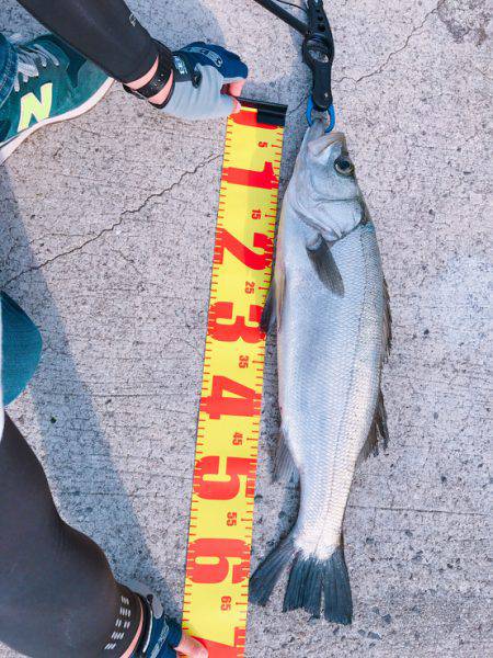 ルアーフィッシングで。。。