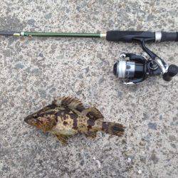 垂水漁港で大潮の朝まづめ！！ガシメバリング！！