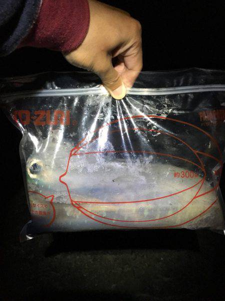 初春イカ♪初キロUP