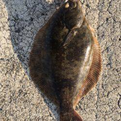 最近の釣果ーーー！