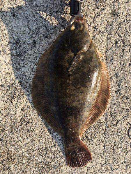 最近の釣果ーーー！