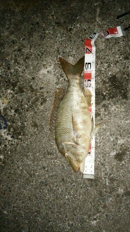 再度、煙樹ヶ浜釣行のつもりが…