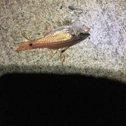 アジ調査のハズが、、