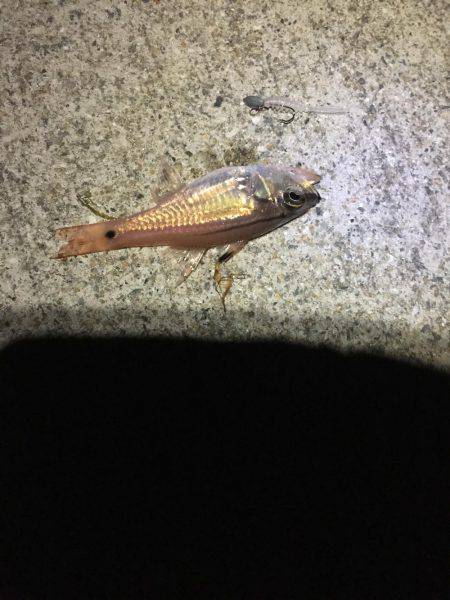 アジ調査のハズが、、