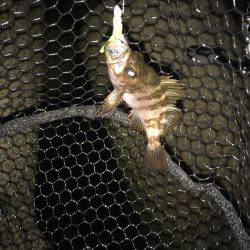 泉南アジを求めて