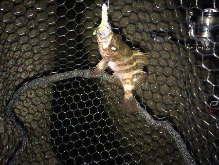 泉南アジを求めて