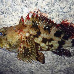 エサ釣りに完敗