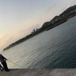 なんと真鯛が( ゚д゚)