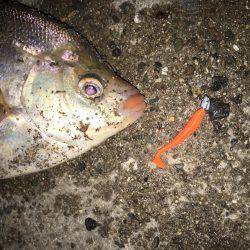 舞洲では初魚種ゲット！