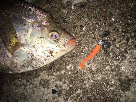 舞洲では初魚種ゲット！