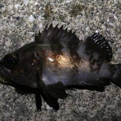 １つのプラグでしか反応ない…