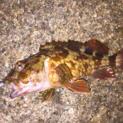 メバリング好調