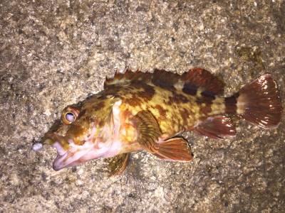 メバリング好調