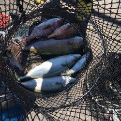 メバリングのち初海上釣り堀