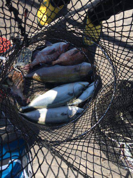 メバリングのち初海上釣り堀