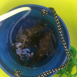 ロックフィッシュ