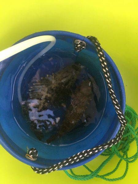 ロックフィッシュ