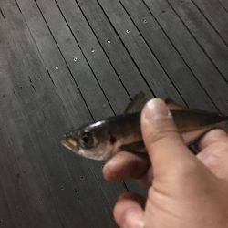 アジング爆釣！