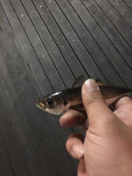 アジング爆釣！