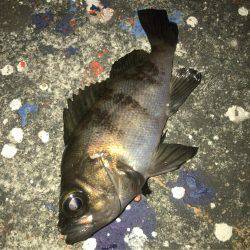 メバリング好調！