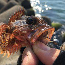 釣った魚を餌に、、、