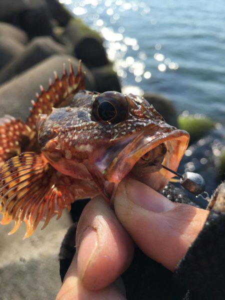 釣った魚を餌に、、、