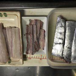 今年初タチウオ