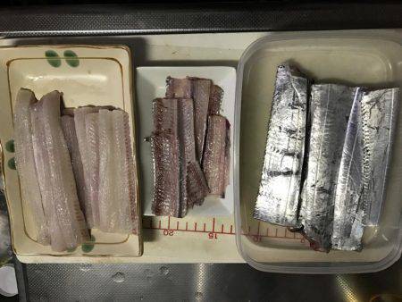 今年初タチウオ