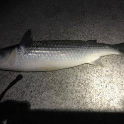 チニング？後シーバス