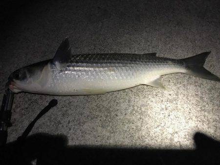 チニング？後シーバス