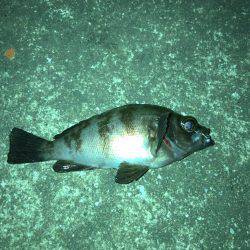 メバリング好調でした！