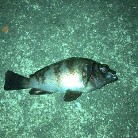 メバリング好調でした！