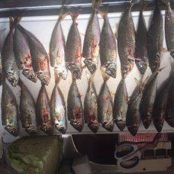 離島完徹アジング