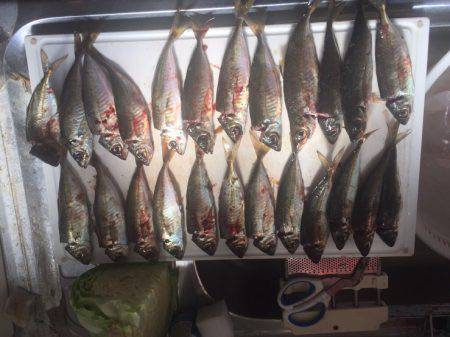 離島完徹アジング