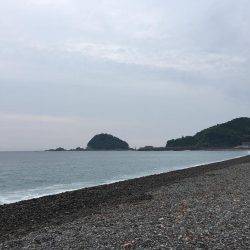 大里松原海岸 シマフグ40cm