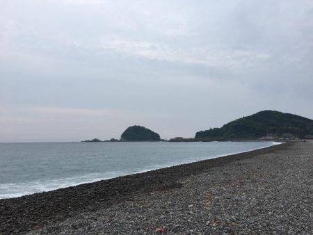 大里松原海岸 シマフグ40cm