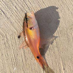 エギング&メバリング