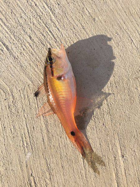 エギング&メバリング