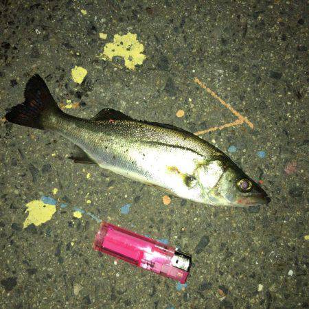 メバル好調です