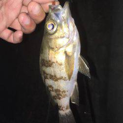 姫路妻鹿でメバリング