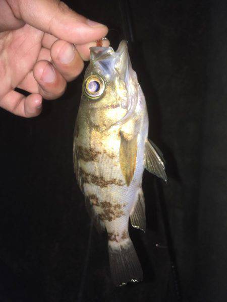 姫路妻鹿でメバリング