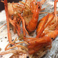 明石川でテナガエビ