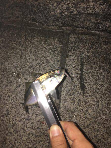 今夜も好調！横浜アジング